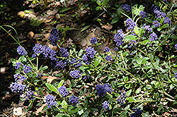 Kurt Zadnik California Lilac (Ceanothus griseus 'Kurt Zadnik') at A Very Successful Garden Center