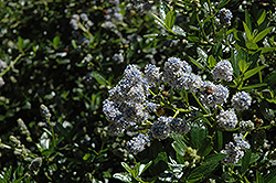 Bonnie Doon California Lilac (Ceanothus 'Bonnie Doon') at Stonegate Gardens