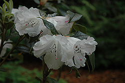 Burmese Rhododendron (Rhododendron burmanicum) at A Very Successful Garden Center