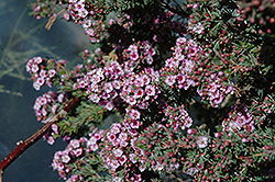 Pink Lace Featherflower (Verticordia plumosa 'Pink Lace') at A Very Successful Garden Center