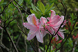 Betty Oliver Azalea (Rhododendron 'Betty Oliver') at A Very Successful Garden Center