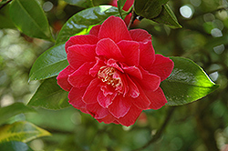 Sweet Delight Camellia (Camellia japonica 'Sweet Delight') at A Very Successful Garden Center