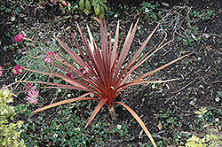 Red Star Red Grass Tree (Cordyline australis 'Red Star') at Lakeshore Garden Centres