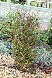 Cappuccino Mirror Bush (Coprosma 'Cappuccino') at A Very Successful Garden Center