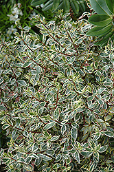 Silver Anniversary Glossy Abelia (Abelia x grandiflora 'Panache') at Lakeshore Garden Centres