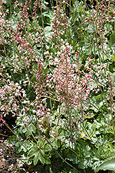 Strike It Rich Pink Gem Foamy Bells (Heucherella 'HERT042') at A Very Successful Garden Center