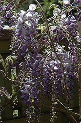 Cooke's Purple Chinese Wisteria (Wisteria sinensis 'Cooke's Purple') at Lakeshore Garden Centres