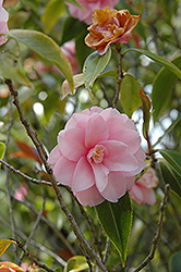 Spring Festival Camellia (Camellia 'Spring Festival') at A Very Successful Garden Center