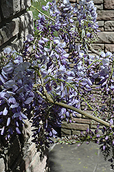 Cooke's Purple Chinese Wisteria (Wisteria sinensis 'Cooke's Purple') at A Very Successful Garden Center