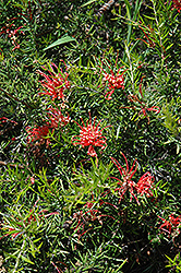 Juniper Leaf Grevillea (Grevillea juniperina) at A Very Successful Garden Center