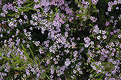 Confetti Bush (Coleonema pulchellum) at A Very Successful Garden Center