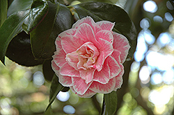 Sweetheart Camellia (Camellia japonica 'Sweetheart') at A Very Successful Garden Center
