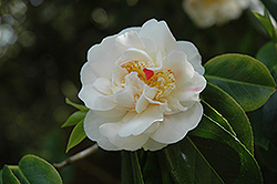 Higo White Camellia (Camellia 'Higo White') at Stonegate Gardens