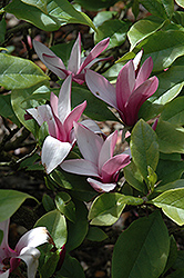 Lily Magnolia (Magnolia liliiflora) at Stonegate Gardens