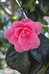 Fashionista Camellia (Camellia 'Fashionista') at A Very Successful Garden Center