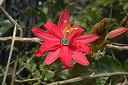 Coral Seas Passion Flower (Passiflora 'Coral Seas') at Lakeshore Garden Centres