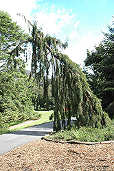Weeping Giant Sequoia (Sequoiadendron giganteum 'Pendulum') at A Very Successful Garden Center
