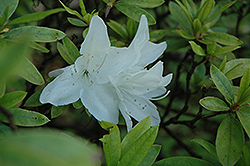 Shirotae Azalea (Rhododendron pulchrum 'Shirotae') at A Very Successful Garden Center