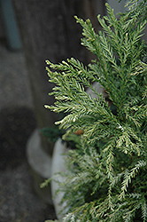 Knaptonensis Japanese Cedar (Cryptomeria japonica 'Knaptonensis') at A Very Successful Garden Center