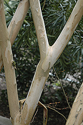 Zuni Crapemyrtle (Lagerstroemia 'Zuni') at A Very Successful Garden Center
