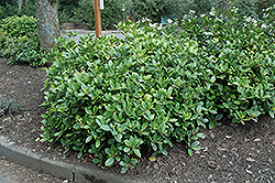 Reeves Skimmia (Skimmia reevesiana) at A Very Successful Garden Center