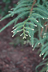 Albo Spica Coast Redwood (Sequoia sempervirens 'Albo Spica') at A Very Successful Garden Center