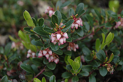 Radiant Bearberry (Arctostaphylos uva-ursi 'Radiant') at A Very Successful Garden Center