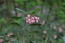 Pygmy Bearberry (Arctostaphylos uva-ursi 'Mendocinoensis') at A Very Successful Garden Center
