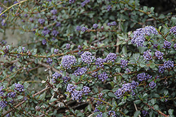 Inverness Point Reyes Lilac (Ceanothus gloriosus 'var. porrectus') at Lakeshore Garden Centres