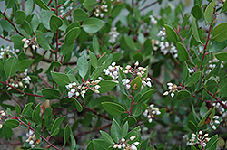 Harmony Manzanita (Arctostaphylos densiflora 'Harmony') at A Very Successful Garden Center