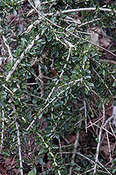 Thick-leaved Mahoe (Melicytus crassifolius) at Stonegate Gardens