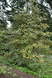 Chestnut Leaf Holly (Ilex 'Koehneana') at A Very Successful Garden Center