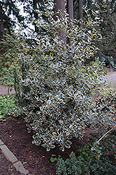 Oregon Select Variegated Holly (Ilex aquifolium 'Oregon Select Variegated') at A Very Successful Garden Center