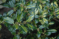 Silver Variegated English Holly (Ilex aquifolium 'Argentea Variegata') at A Very Successful Garden Center