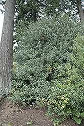 English Holly (Ilex aquifolium) at Lakeshore Garden Centres