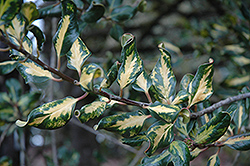 Screw Holly (Ilex aquifolium 'Crispa') at Stonegate Gardens