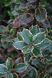 Rubricaulis Aurea English Holly (Ilex aquifolium 'Rubricaulis Aurea') at Lakeshore Garden Centres