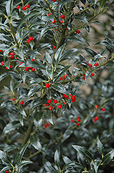 Narrowleaf English Holly (Ilex aquifolium 'Angustifolia') at Stonegate Gardens