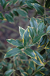 Aurifodina English Holly (Ilex aquifolium 'Aurifodina') at Lakeshore Garden Centres