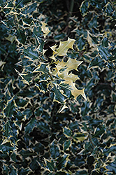 Dapper English Holly (Ilex aquifolium 'Dapper') at Stonegate Gardens