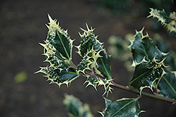 Silver Hedgehog Holly (Ilex aquifolium 'Ferox Argentea') at Lakeshore Garden Centres