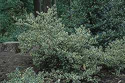 Silver Hedgehog Holly (Ilex aquifolium 'Ferox Argentea') at Lakeshore Garden Centres