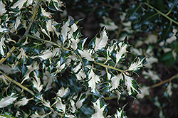 Crinkle Variegated English Holly (Ilex aquifolium 'Crinkle Variegated') at Lakeshore Garden Centres