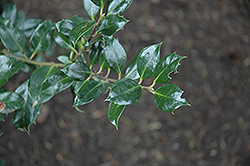 Rederly English Holly (Ilex aquifolium 'Rederly') at A Very Successful Garden Center
