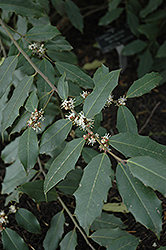 Himalayan Holly (Ilex dipyrena) at Lakeshore Garden Centres