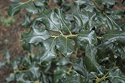 Dr. Huckleberry Holly (Ilex x altaclerensis 'Dr. Huckleberry') at A Very Successful Garden Center