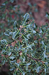 Hastata English Holly (Ilex aquifolium 'Hastata') at Stonegate Gardens