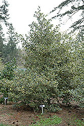 Ivory Holly (Ilex aquifolium 'Ivory') at Stonegate Gardens