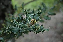 Ferox Holly (Ilex aquifolium 'Ferox') at Lakeshore Garden Centres