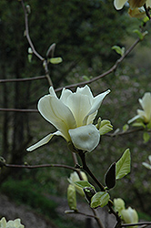 Sundance Magnolia (Magnolia 'Sundance') at Lakeshore Garden Centres